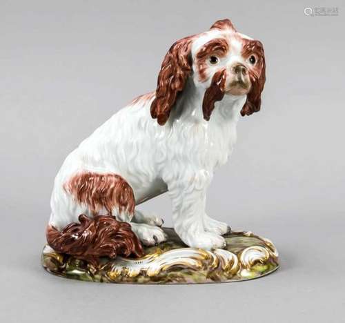 Bolognese dog, Meissen, 19th century, designed by Johann Joachim Kaendler in 1768-70,model no. C 77,