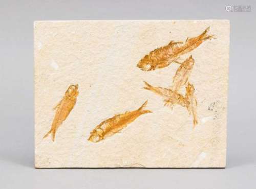 Fossil, rechteckige Kalksteinplatte mit einigen kleinen Fischen, Erdzeitalter unbekannt,24 x 18 cm