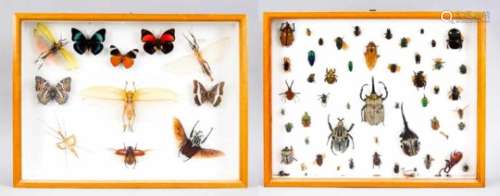 2 Schaukästen mit exotischen Insekten, wohl Mitte 20. Jh., bestückt mit Schmetterlingen,Käfern und