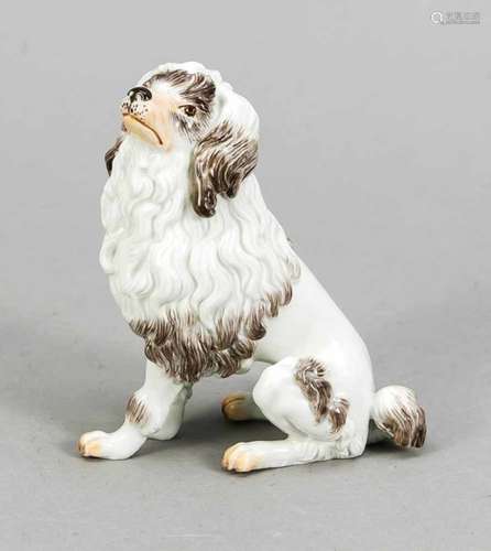 Sitting poodle, Meissen, around 1980, 1st quality, designed by Daniel Schöne, model no.78743,