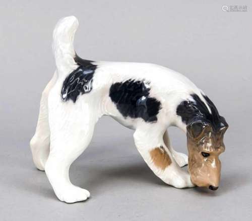 Fox Terrier, Royal Copenhagen, 20th century, 1st quality, designed by Platten Hallermundt1928, mon.,