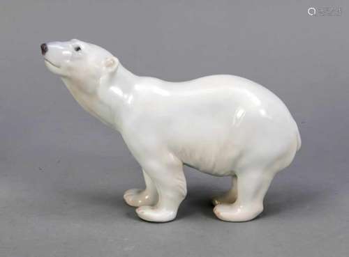 Sniffing Polar Bear, Bing & Grondahl, Copenhagen, around 1950, 2nd quality, model no.1692, Mon.NN,