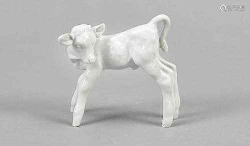 Little calf, Meissen, late 20th century, designed by Willi Münch-Khe, model no. 779871,white, h. 8.5