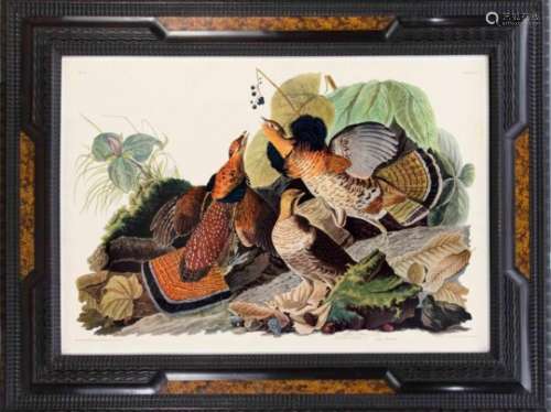 John J.Audubon, ''Ruffed Grous'', facsimile after the etching from ''The birds of america'',ref. ''