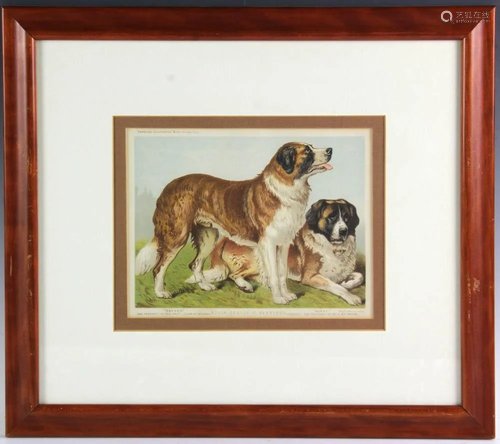 Cassell Print of Saint Bernards