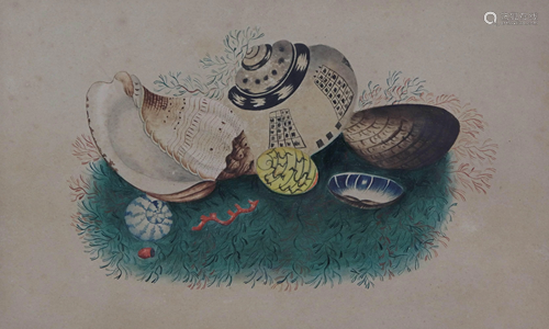 19th C American Conchological Watercolor …