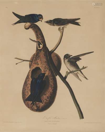 JOHN JAMES AUDUBON, (American, 1785-1851), Purple Martin, hand colored aquatint, plate: 25 1/2 x 20 1/2 in., frame: 42 x 32 in.