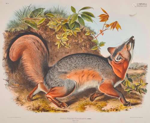 After JOHN JAMES AUDUBON, (American, 1785-1851), Grey Fox. Canis (Vulpes) Virginianus (Plate XXI), hand-colored lithograph, sight: 20 x 24 in., frame: 29 3/4 x 34 1/2 in.