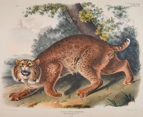 After JOHN JAMES AUDUBON, (American, 1785-1851), Common American Wild Cat. Lynx Rufus (Plate I), hand-colored lithograph, sight: 20 x 24 in., farme: 30 x 34 in.