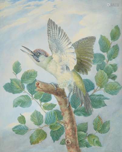 English Colonial School (19th century) , Gang gang cockatoo; Kookaburra