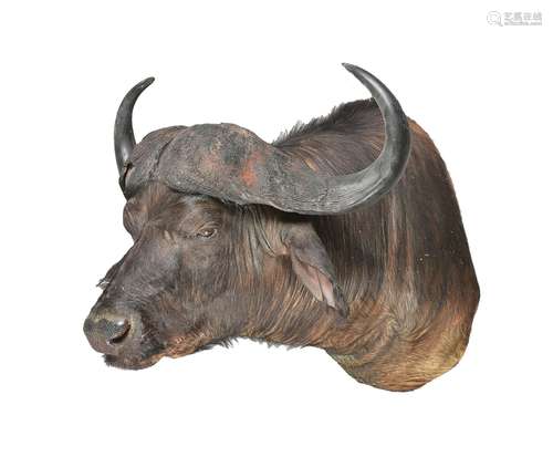 A cape buffalo head and shoulder mount