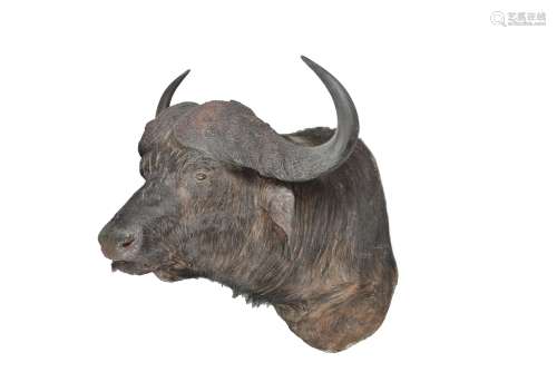 A cape buffalo head and shoulder mount