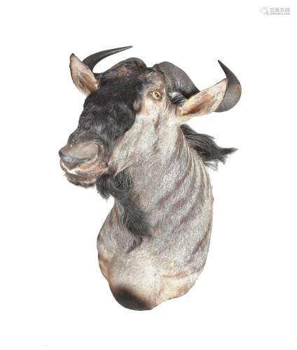 A Blue Wildebeest head and shoulder mount