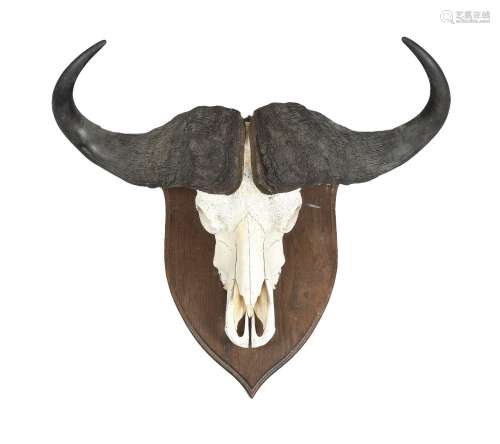A cape buffalo skull mount