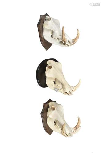 Three common warthog skull mounts