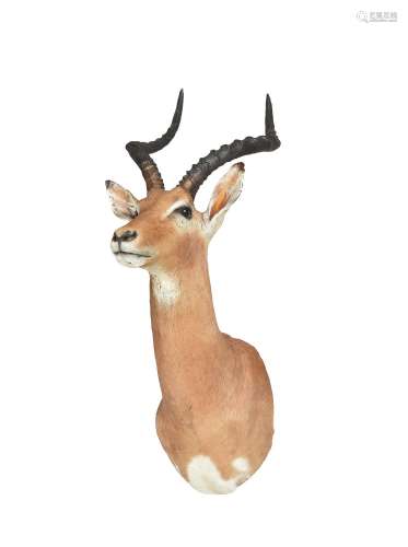 An Impala head and shoulder mount