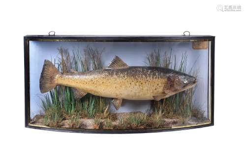 A late Victorian preserved Brown Trout