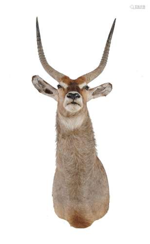A preserved and mounted antelope head