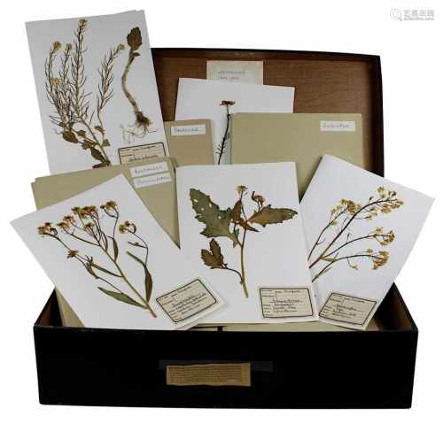 Umfangreiches Herbarium, deutsch 1940er Jahre, mit in Deutschland gesammelten Pflanzen der