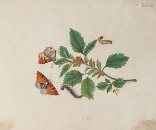 ANONYMOUS (LATE QING DYNASTY) INSECTS AND FLOWERS Twelve Chinese paintings, watercolour on paper,