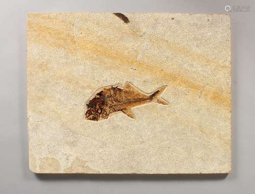 A STONE PANEL CONTAINING A FOSSILISED FISH. Panel: 13.5ins x 11ins.