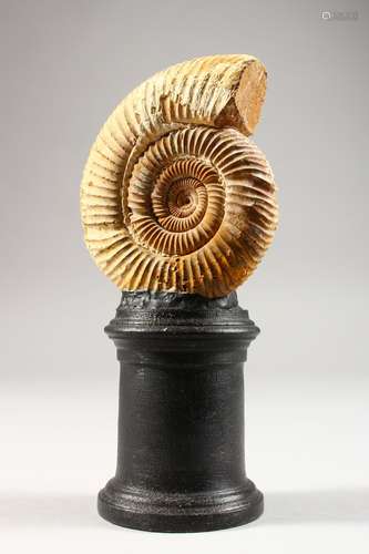 A FOSSILISED AMMONITE ON TURNED WOOD STAND. Overall Height: 6.5ins.