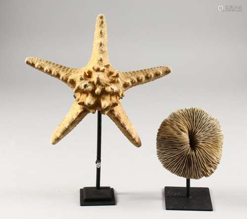 A STARFISH AND CORAL SPECIMEN, each mounted on a stand. Starfish: 8ins wide.