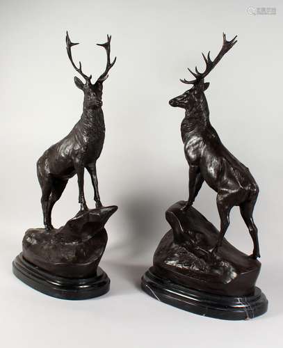 AFTER MOIGNIEZ A LARGE PAIR OF BRONZE STAGS, on a marble base. 29ins high.