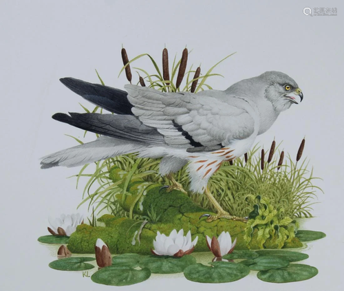 Ken Lilly (1929 - 1996) Montagu's Harrier …