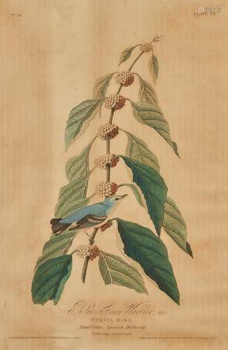 J. Audubon, Blue-Green Warbler, Havell Edition