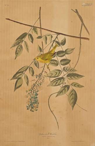 J. Audubon, Yellow-Poll Warbler, Havell Edition