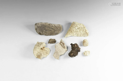 Fossil Coral Group