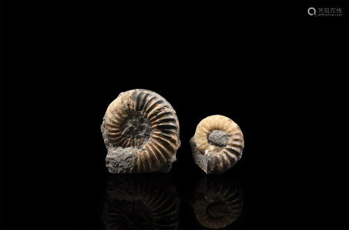 Agatized Fossil Ammonite Collection