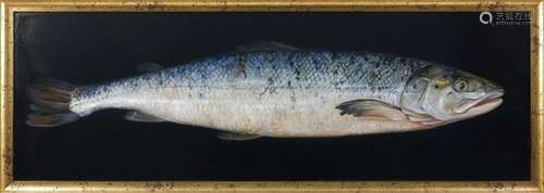 Salmon, a specimen painting of a fish on a black ground, oil on board, framed, 27 x 82cmPlease refer