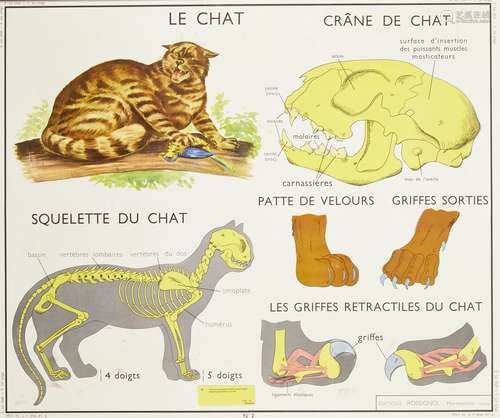 A French School framed and glazed lithographic poster depicting the anatomy of a cat, c.1950, 74 x