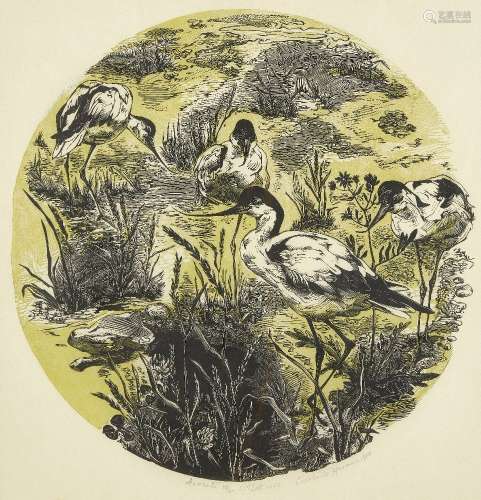 Gertrude Hermes OBE RA, British 1901-1983- Avocets, 1952; wood engraving with linocut in colours