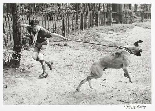 Bert Hardy, British 1913-1995- Boy scout walking large dog in the park, 1949; gelatin silver