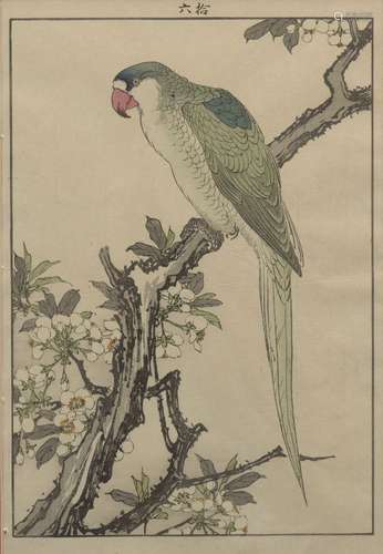 Imao Keinen, Japanese 1845-1924, Plum Blossom and Red-breasted Parakeet, book plate from Keinen