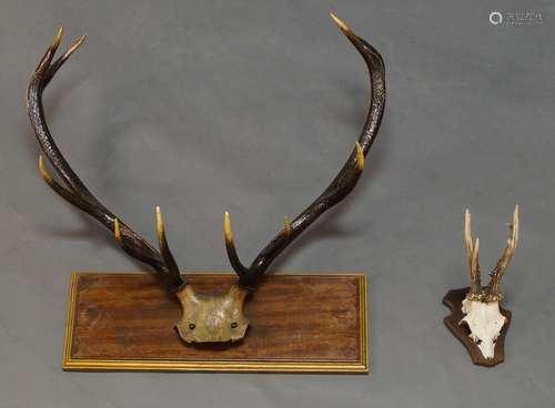 A mounted set of stag antlers, 20th century, on a rectangular plaque, 74cm high, together with