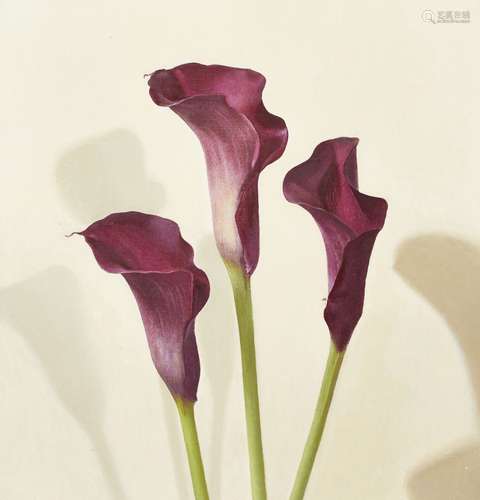 Sian Hopkinson, British b.1967- Three Magenta Calla Lilies; oil on board, signed and dated '03 to