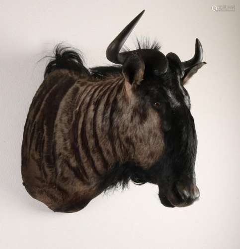 Wildebeest bust