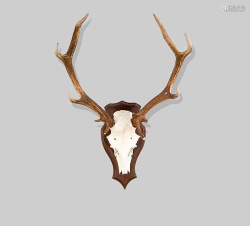 Old red deer antlers