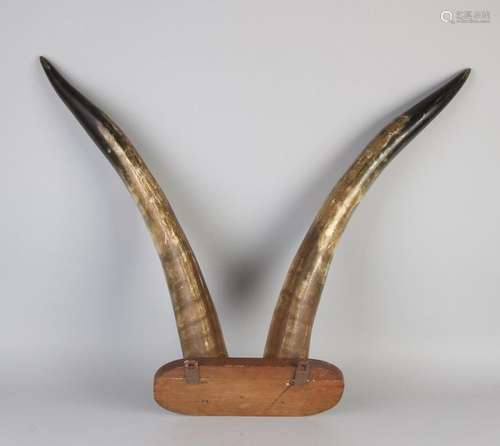 2x Large buffalo horns