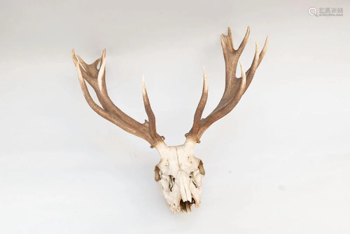 Large antler