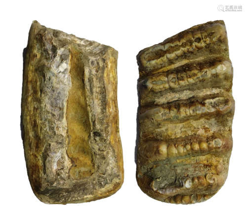 Fossilized sabertooth molars剑齿象臼齿化石