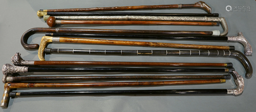 A group of walking sticks