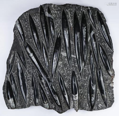 A fossil specimen slab