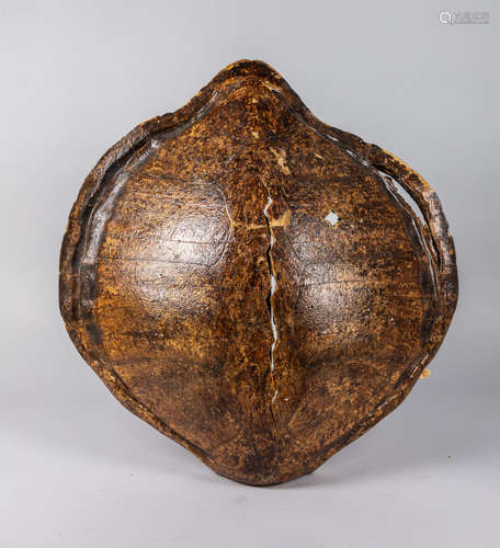 Tortoise Shell like Decoration