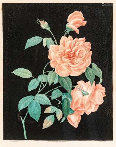 Pierre Joseph REDOUTÉ (1759 1840) after Roses Two …