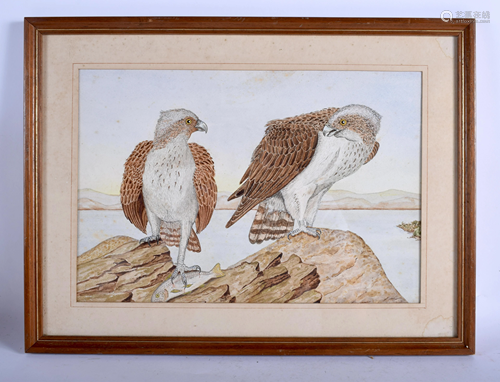 British School (C1930) Ospreys by the coast,